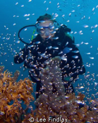 Diver surrounded by a school of glass fish at Mueras Reef... by Lee Findlay 